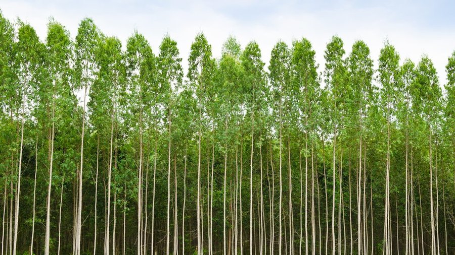 Bosque de eucaliptus cultivado